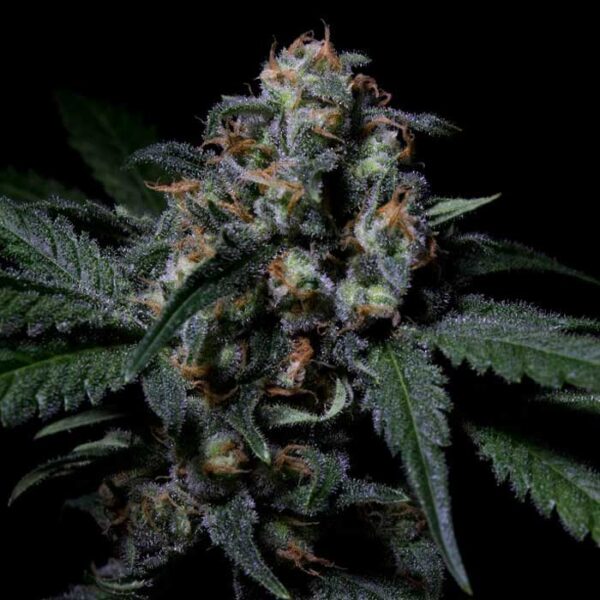 Negra 44 x5 R-Kiem