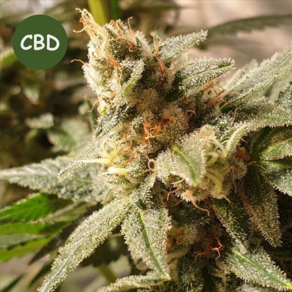 Gala CBD x3 R-Kiem