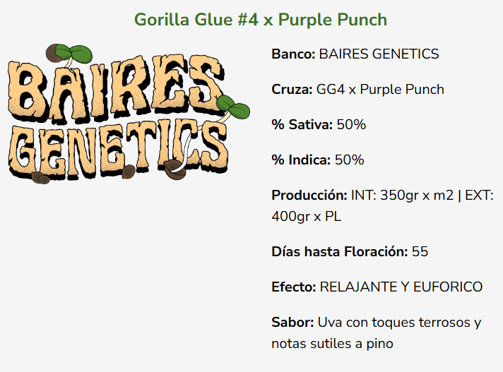 GORILLA GLUE #4 x PURPLE PUNCH x5 - Image 2