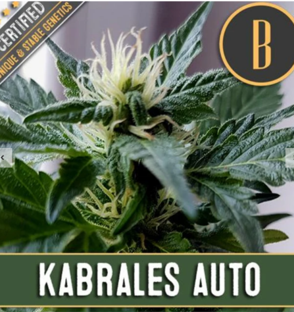 Kabrales Auto x3