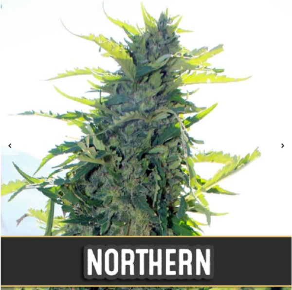 Northern Auto x3