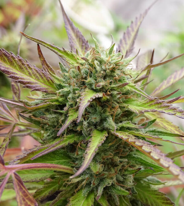SOUR FLASH x5 Silver River Seeds