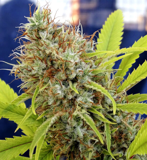 White Kali x5 Silver River Seeds