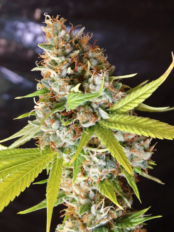 Lemoñac x5 Silver River Seeds