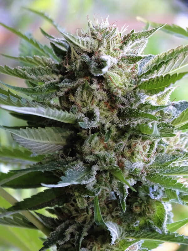 starlime x5 Silver River Seed