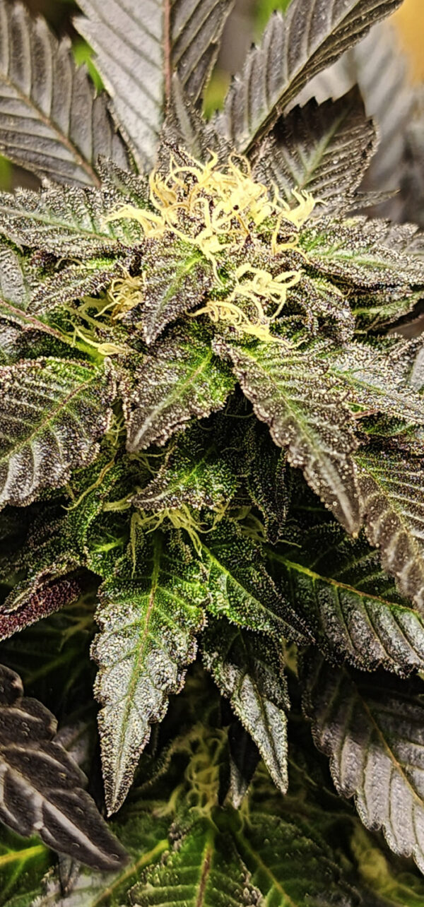 URKLE BUBBA x5 Silver River Seed